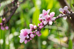 背丈より低い木