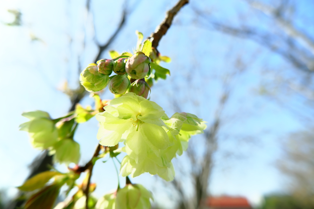 御衣黄桜