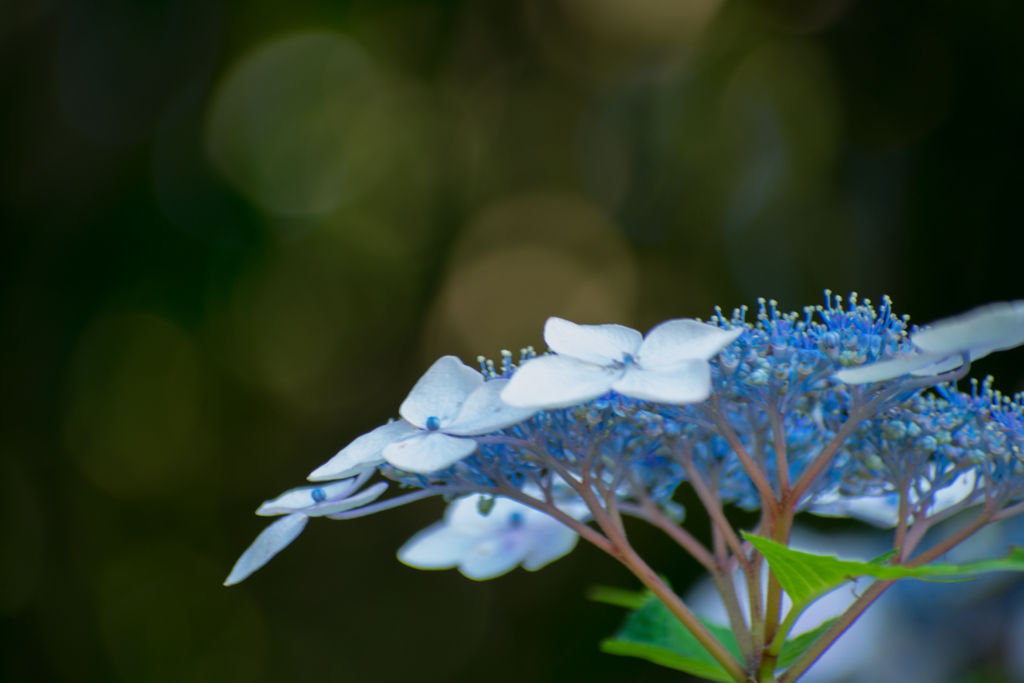 梅雨の花