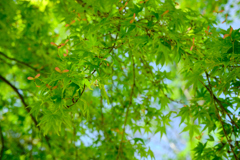 公園の新緑