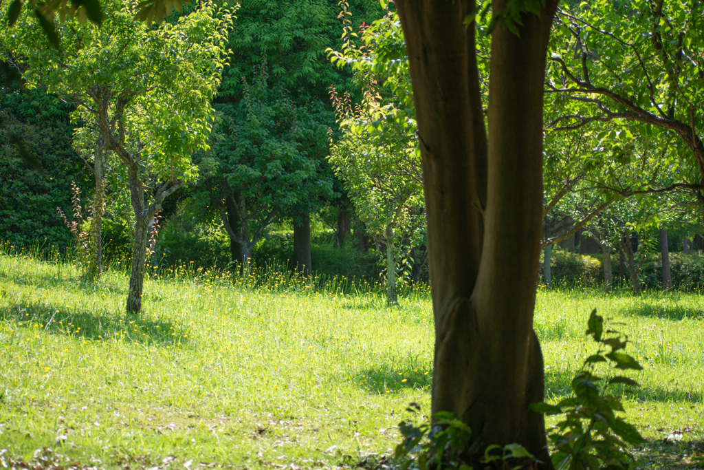 公園風景