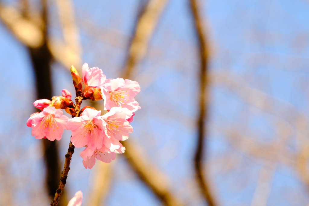 いつもの公園・緋寒桜