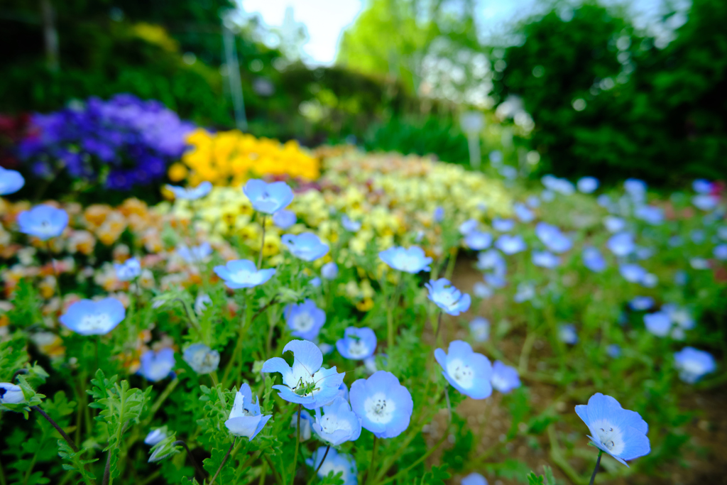 ネモフィラのある花壇