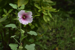 浅草散歩　花壇の花