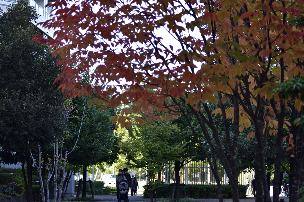 身近にも紅葉２
