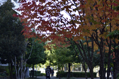 身近にも紅葉２