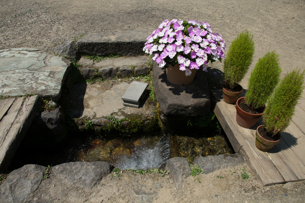 水路脇の鉢植え