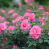 西洋庭園の薔薇・ピンク