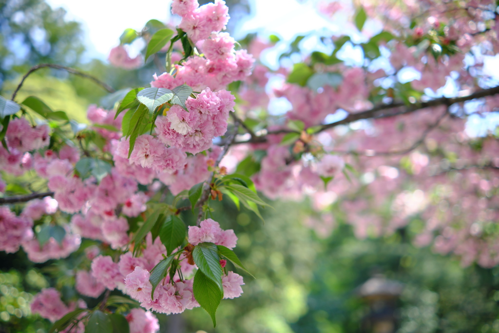尾山神社の桜