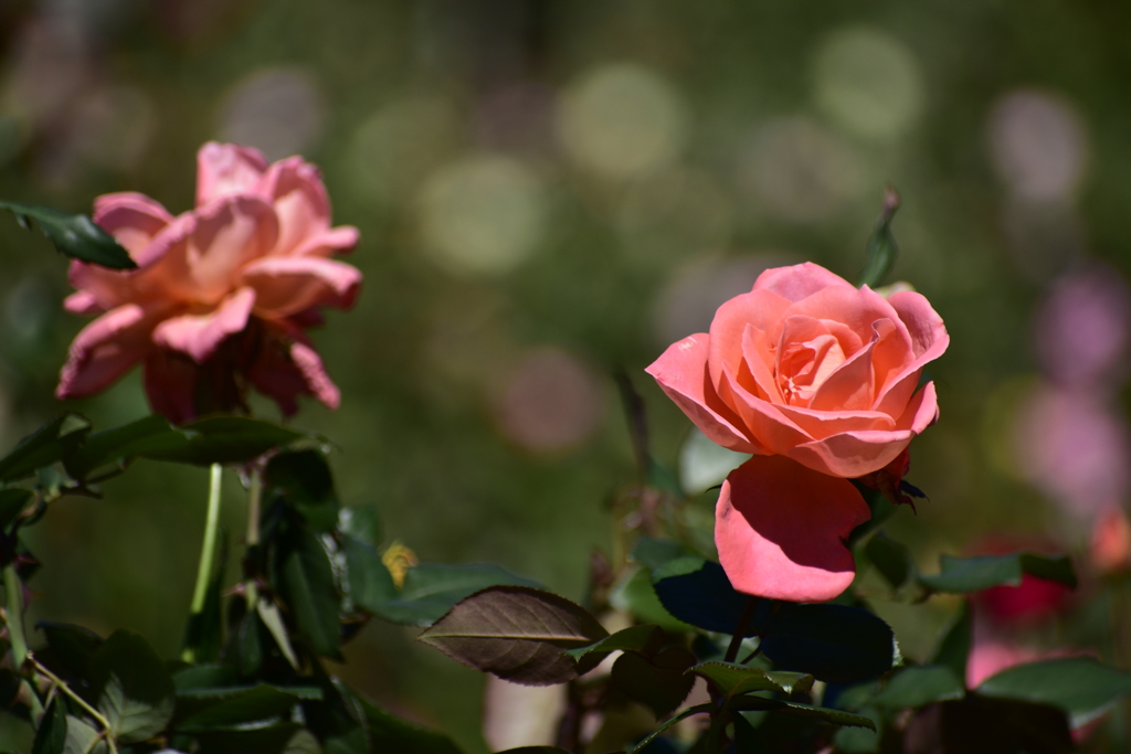 秋の薔薇２