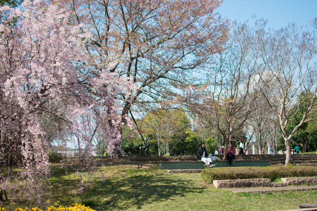 交番脇の枝垂桜