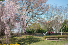 交番脇の枝垂桜