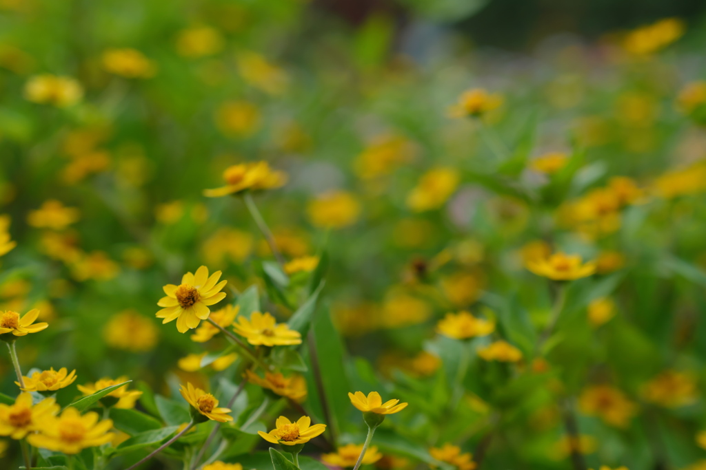 秋の花壇・２