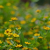 秋の花壇・２