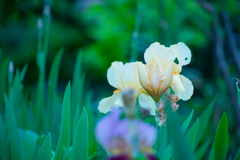 Iiris