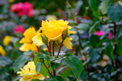 西洋庭園の薔薇２