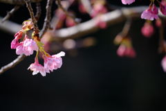 河津桜