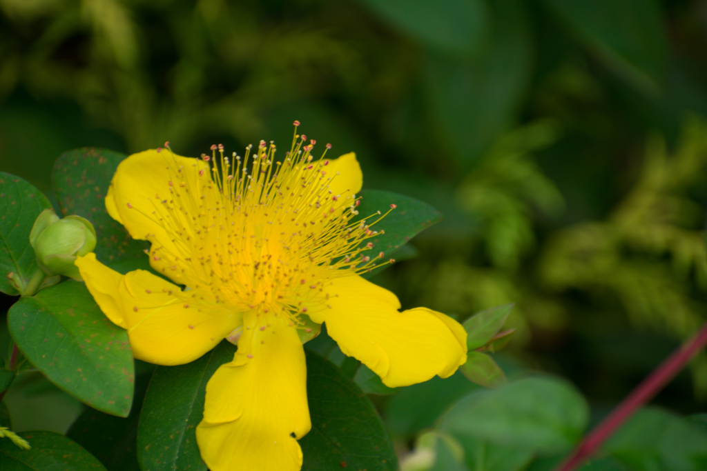 マンションの植え込み