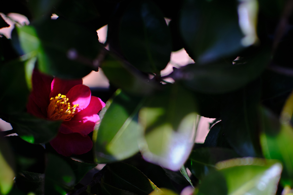 日陰は花もちが良い