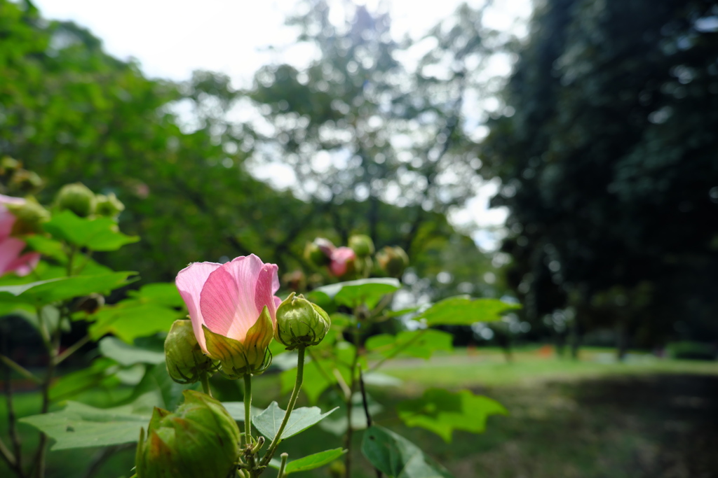 芙蓉
