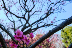 近隣公園の梅