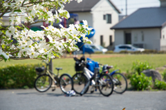 公園の花水木