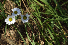 逆教に立ち向かう花