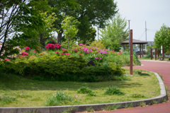 躑躅の咲く公園