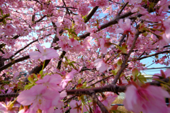 河津桜満開