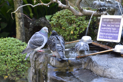 鳩様方御用達