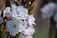 さくら公園の桜