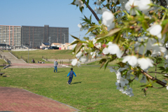 さくら公園