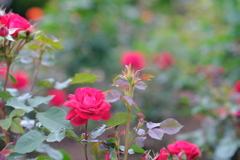 西洋庭園の薔薇・赤