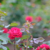 西洋庭園の薔薇・赤