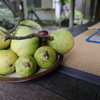 鶴岡市・太子堂の花梨