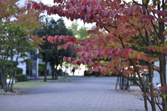 身近にも紅葉