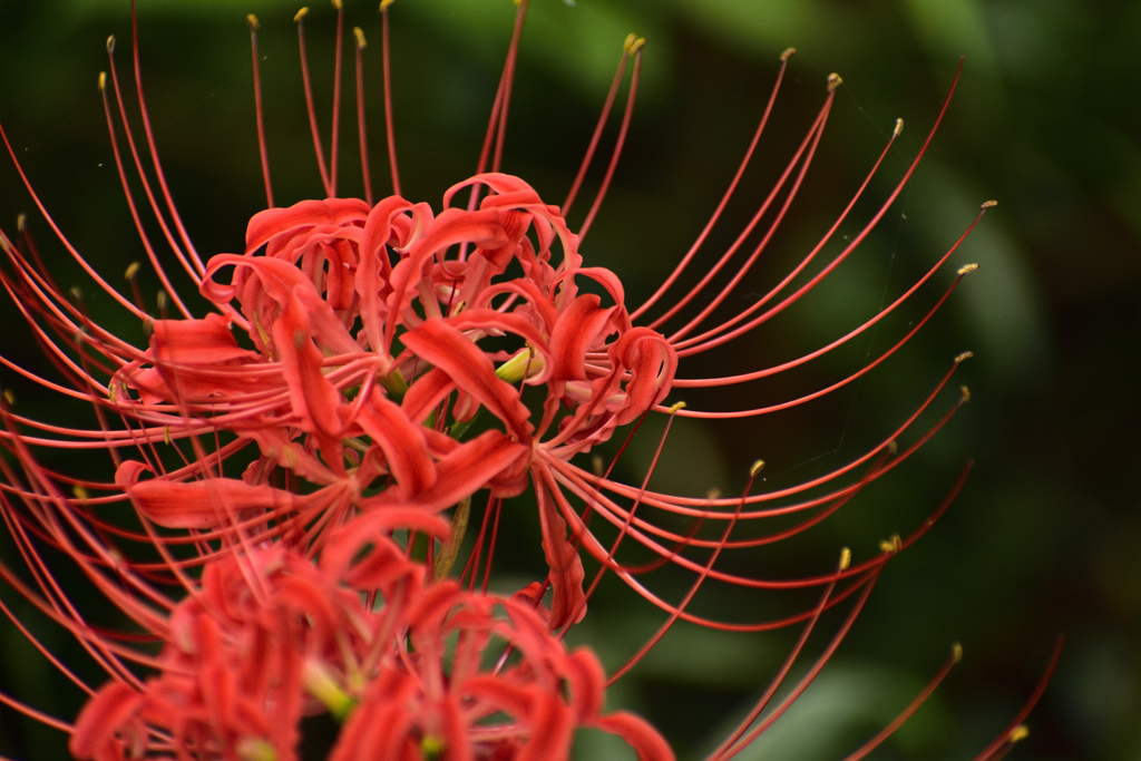 花火のように