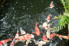鯉