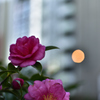 萬世橋脇の花壇