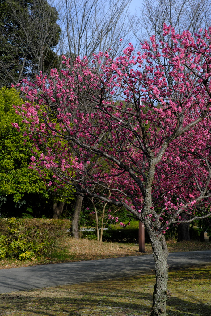梅が咲く公園