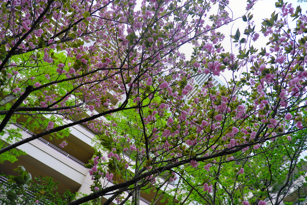 八重桜見上げる