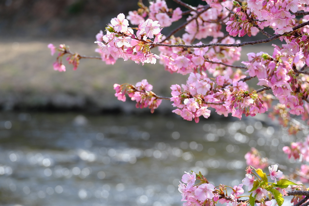 河津川バックに河津桜