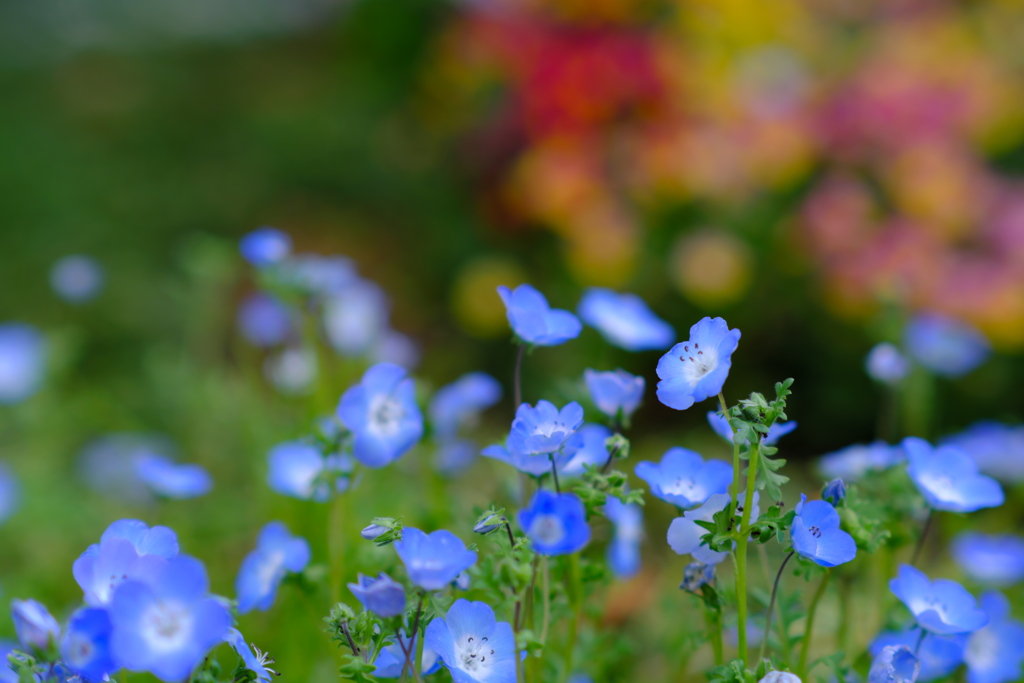 花壇のネモフィラ