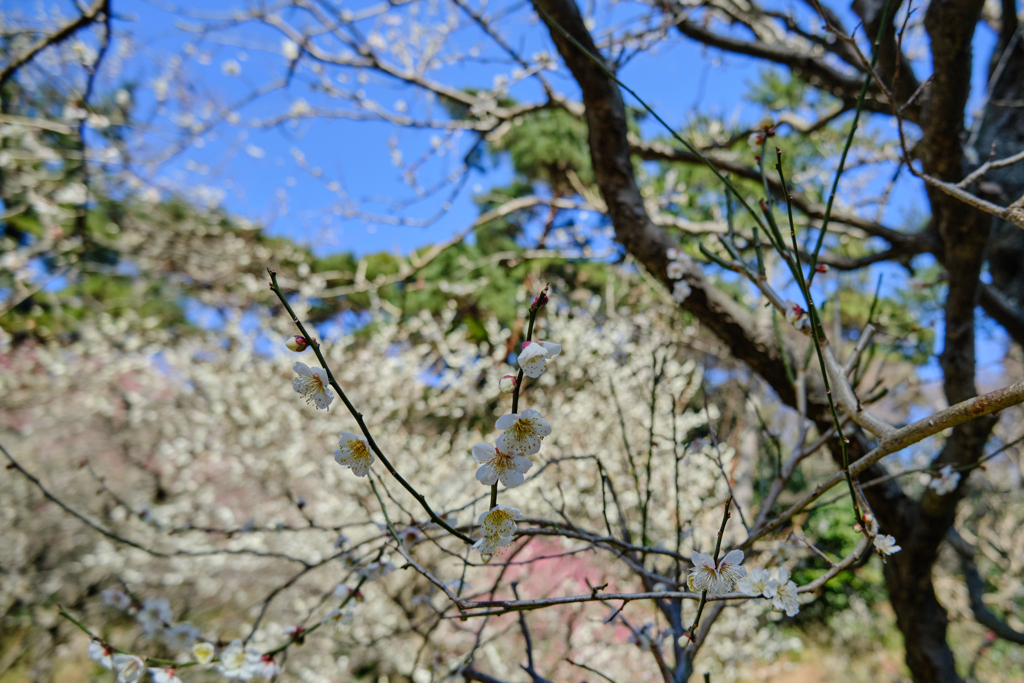 熱海梅園