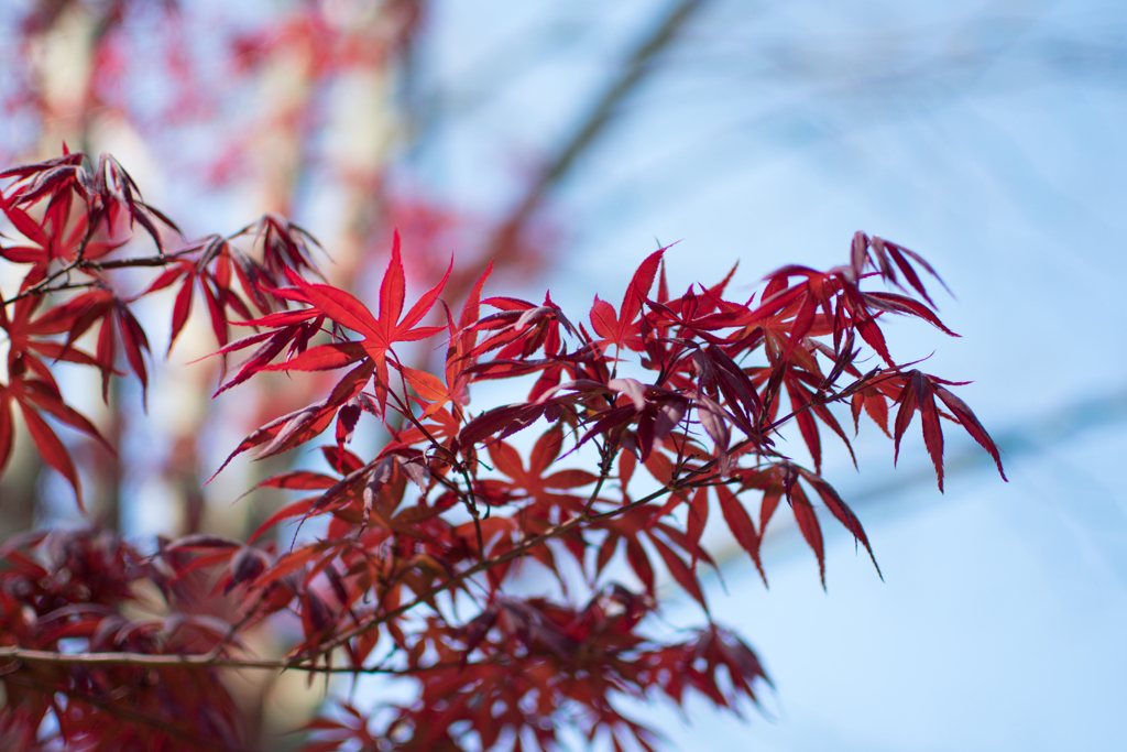 春でも紅