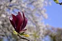 桜をバックに