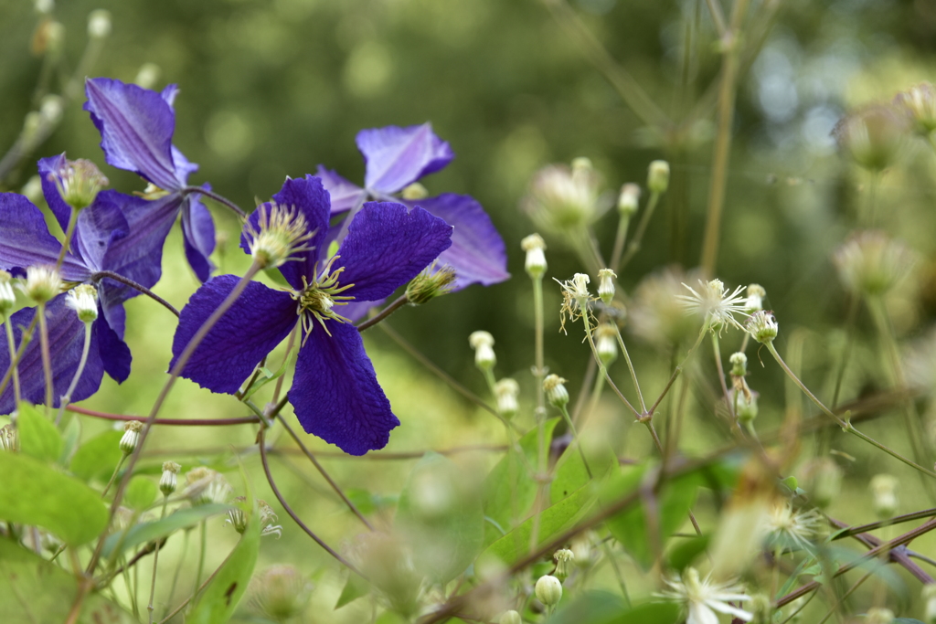 Helsinkiの花