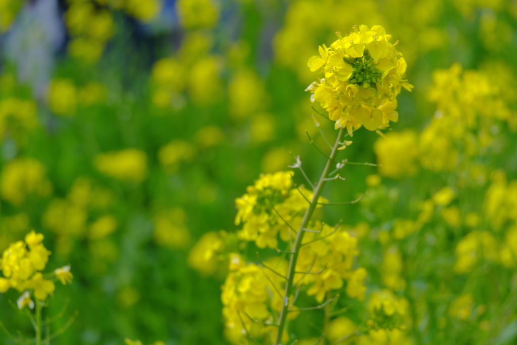 菜の花