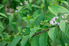 そっと咲いてます