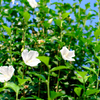 木槿 白